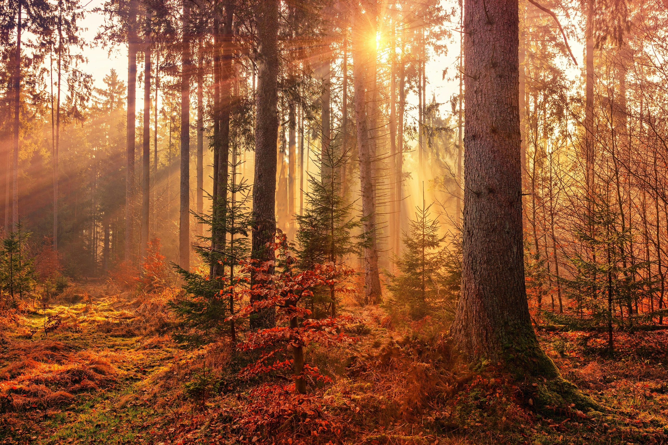 Hello World Featured Image